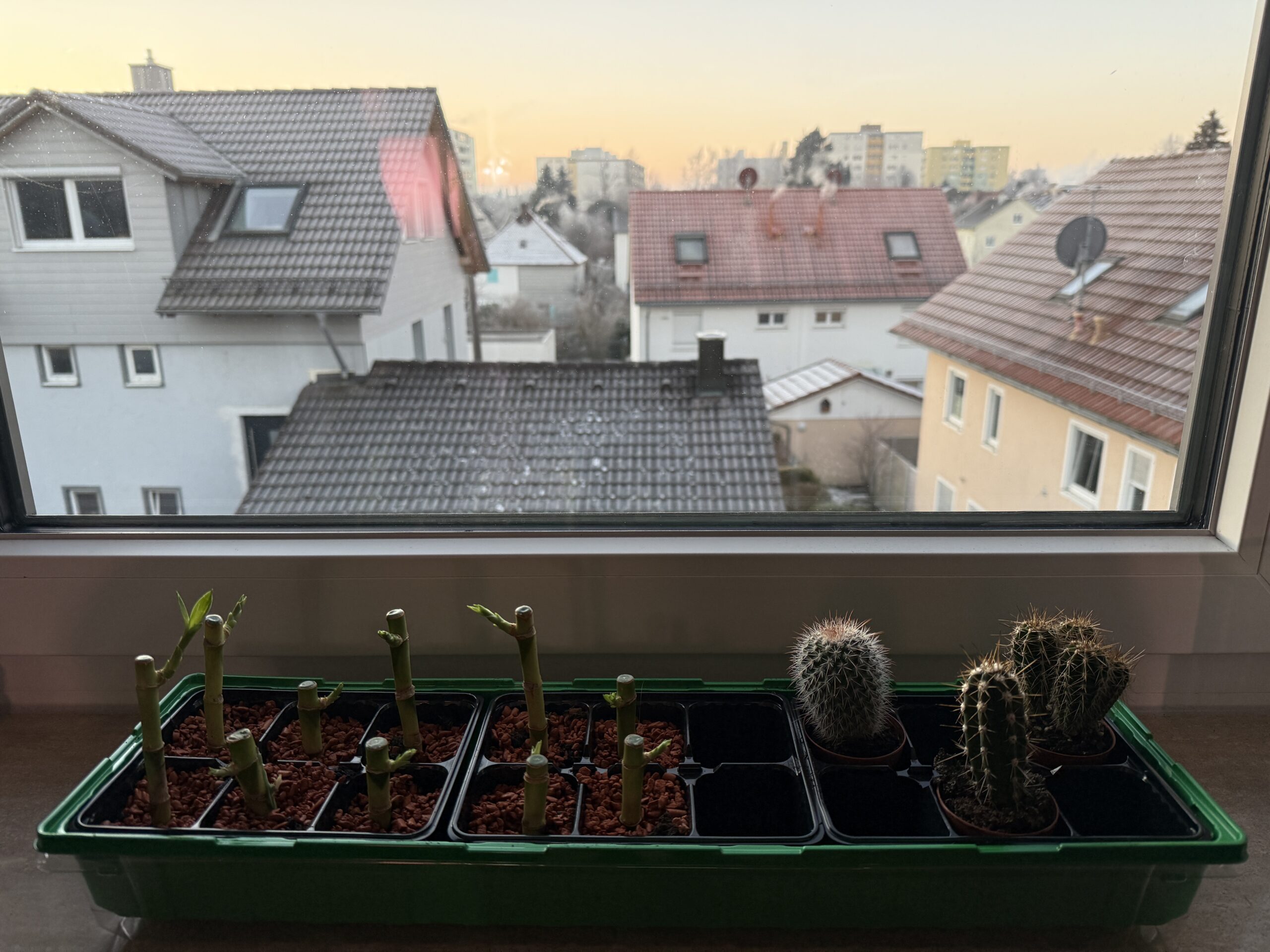 Einige Dracaena und drei Kakteen auf dem Fensterbrett.